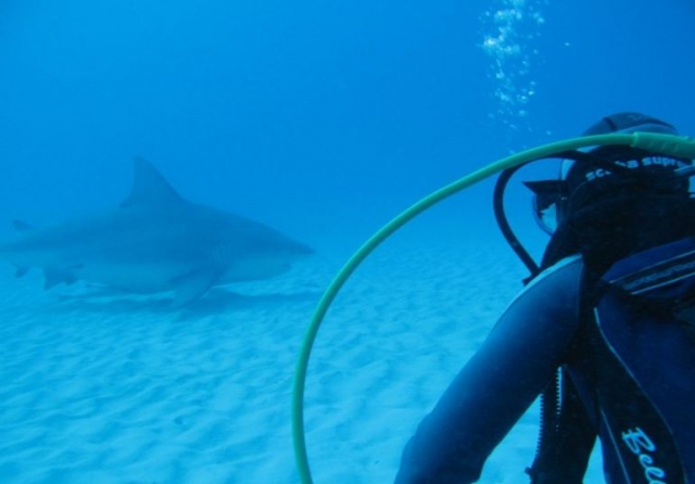 Buceando con el tiburon toro